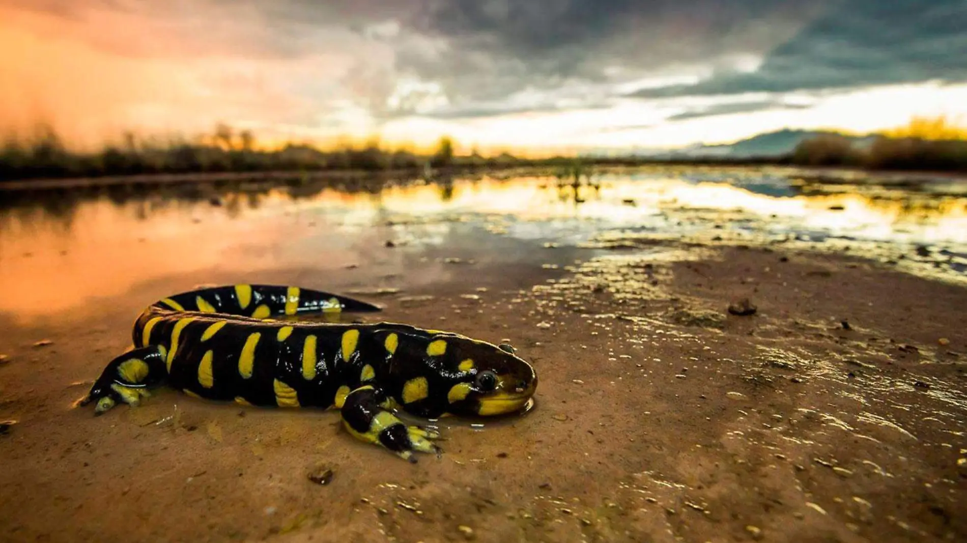 Salamandra-cuartoscuro