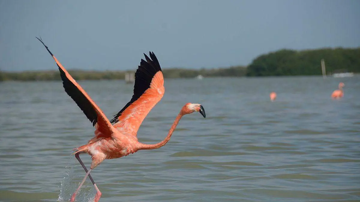 567101_Biosfera-Yucatan-5_web