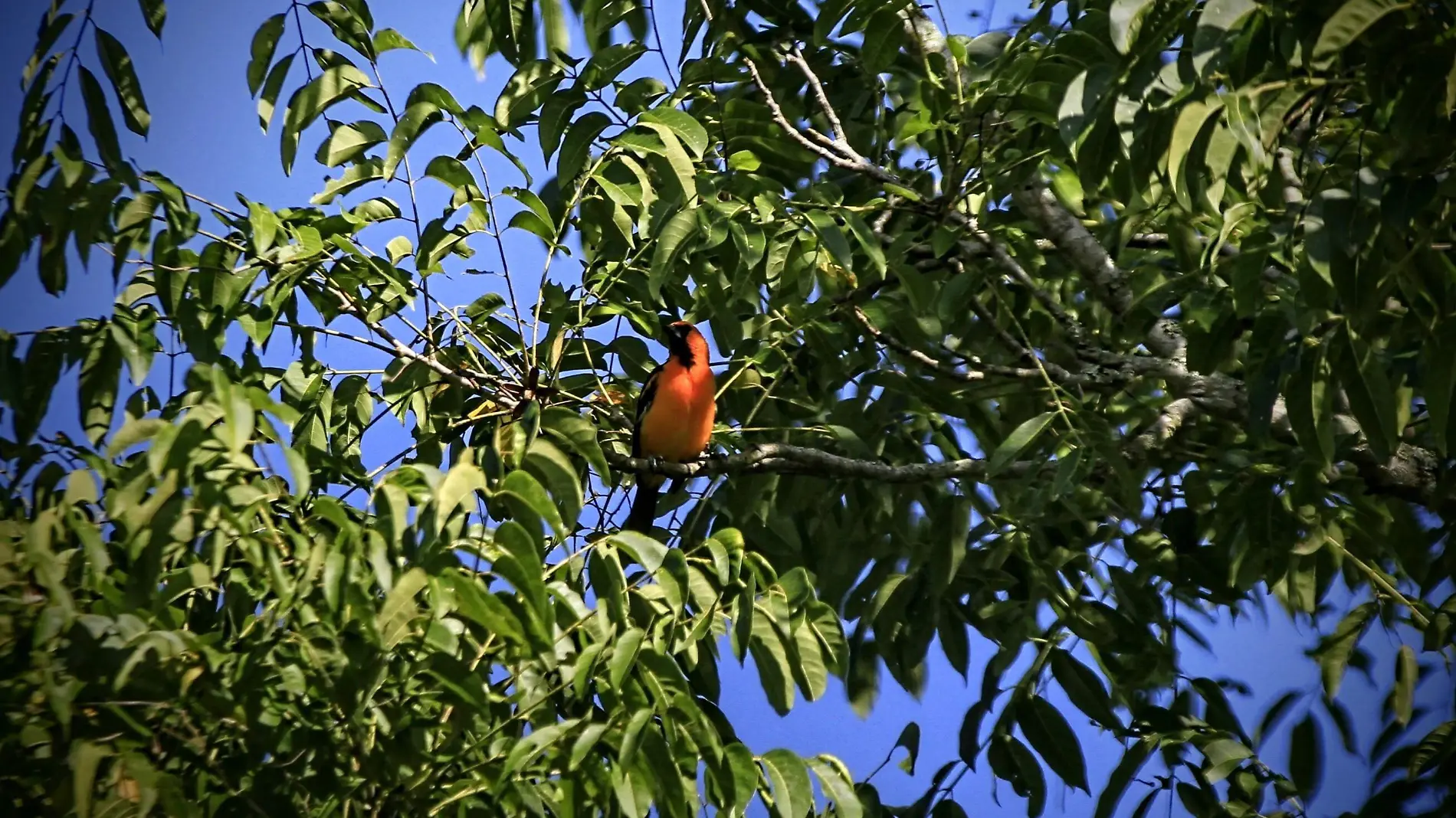 Presentan libro sobre las aves comunes en Santuario y Jardín Botánico