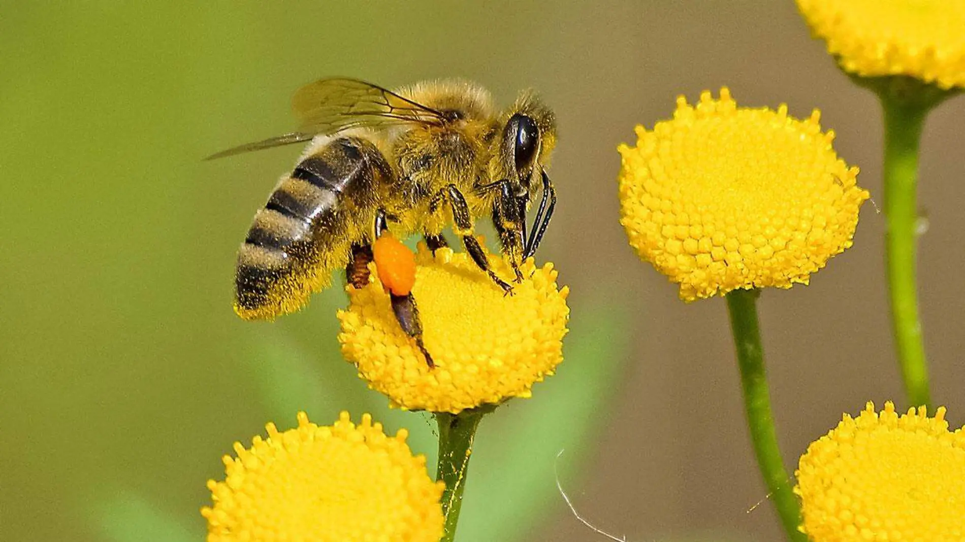 Abejas-no-estan-adaptandose-al-cambio-climatico