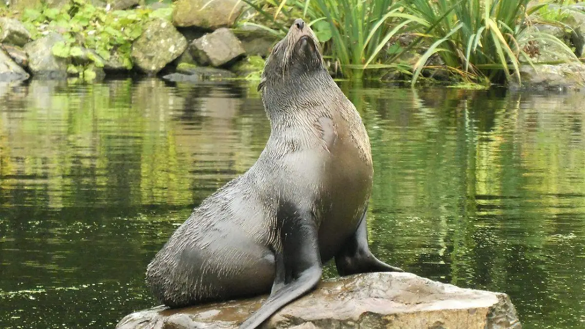 seal-5887440_1280
