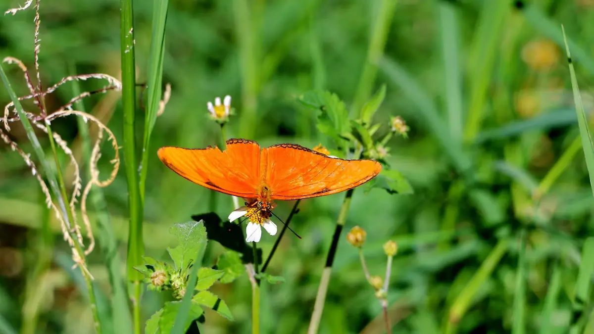 mariposas