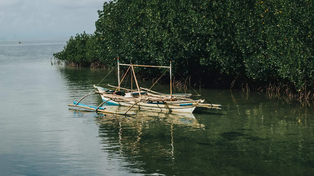 manglar