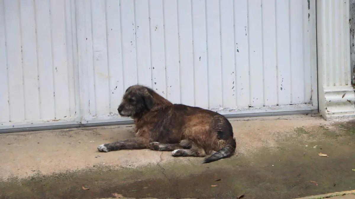 Animales-mascotas-ley de protección-ricardo05