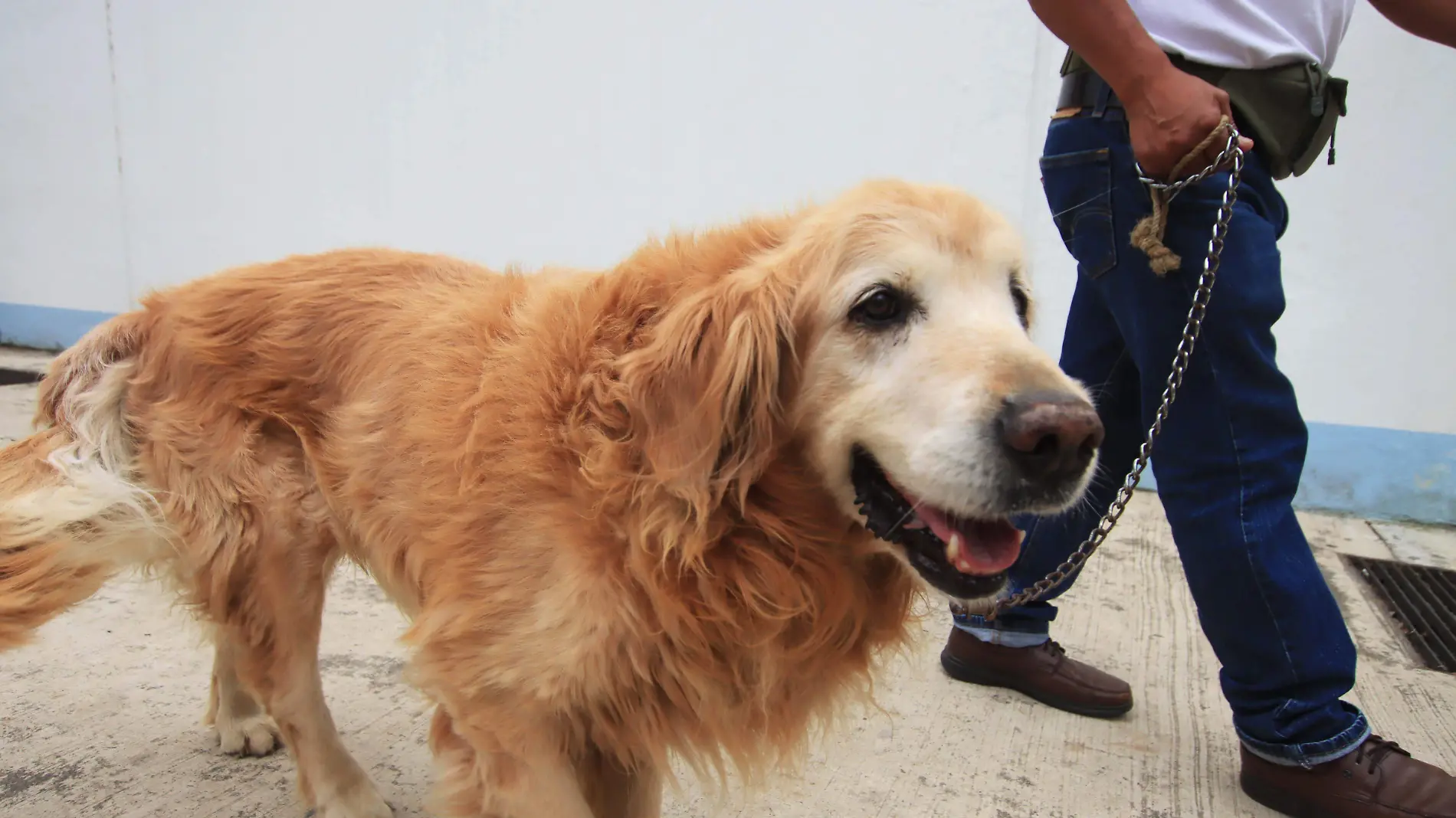 Perros-calle-mascota-ricardo0