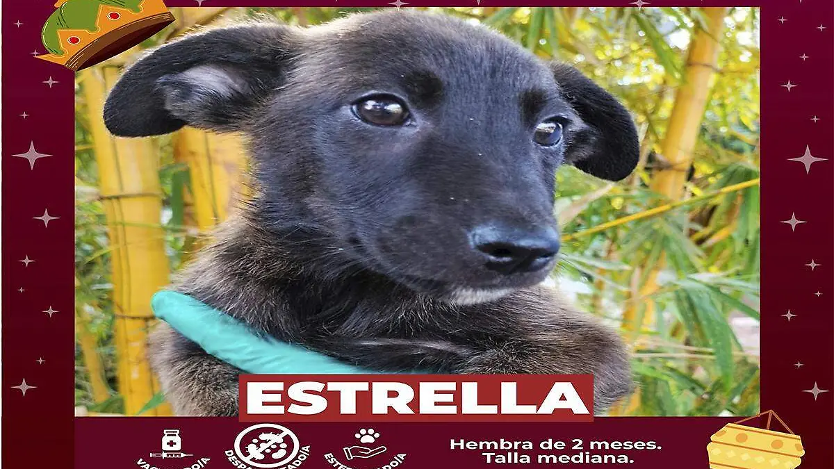 Estrella