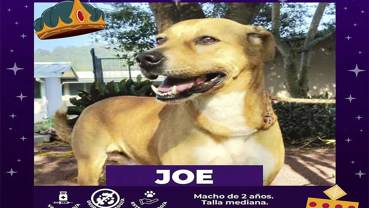 Joe