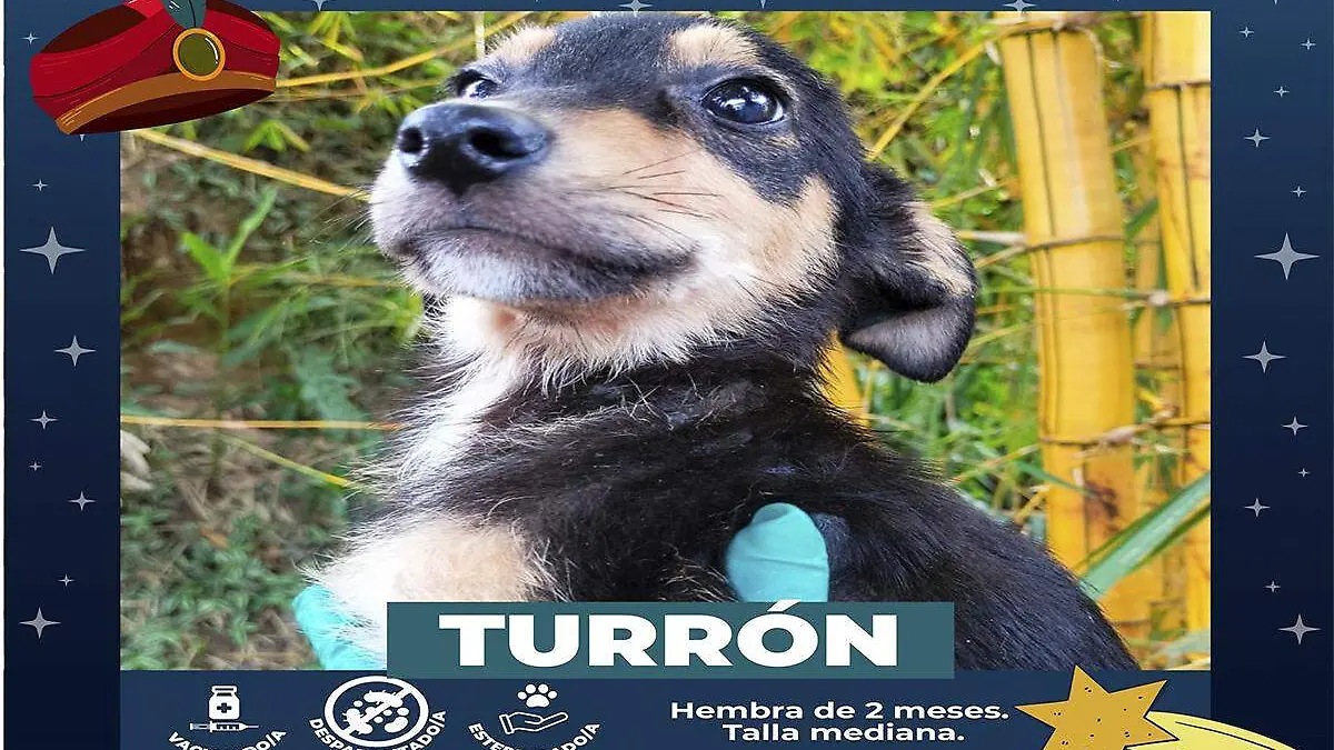 Turrón