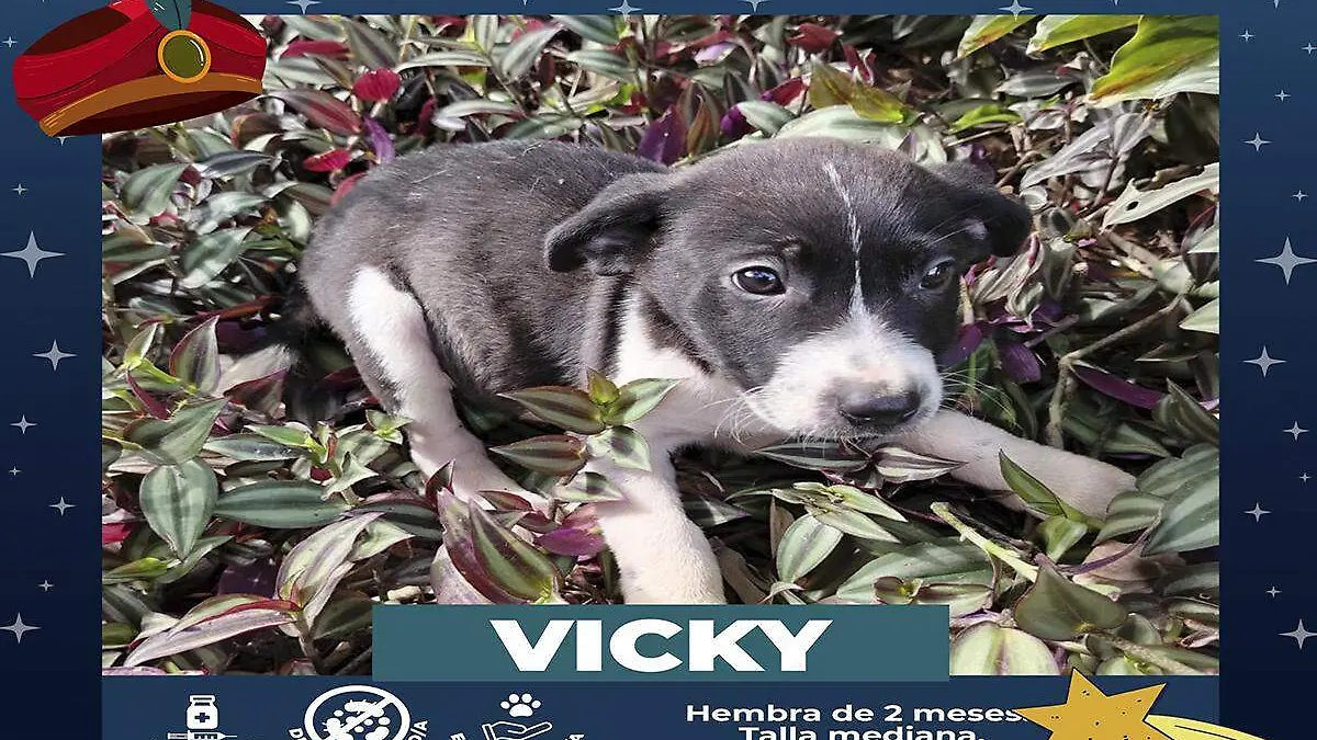 Vicky