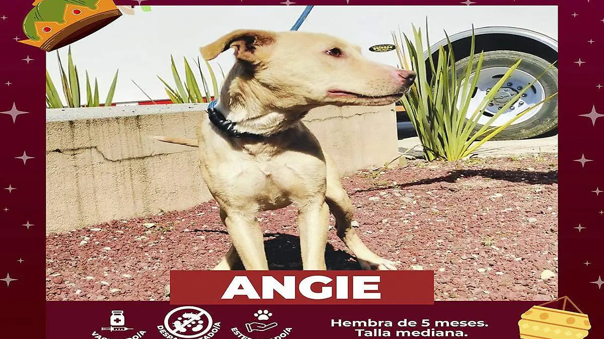 Angie