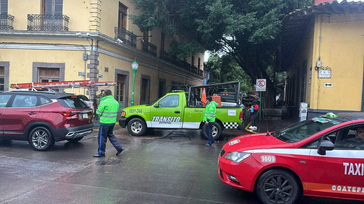 Cae árbol en calle de la zona centro del municipio de Coatepec