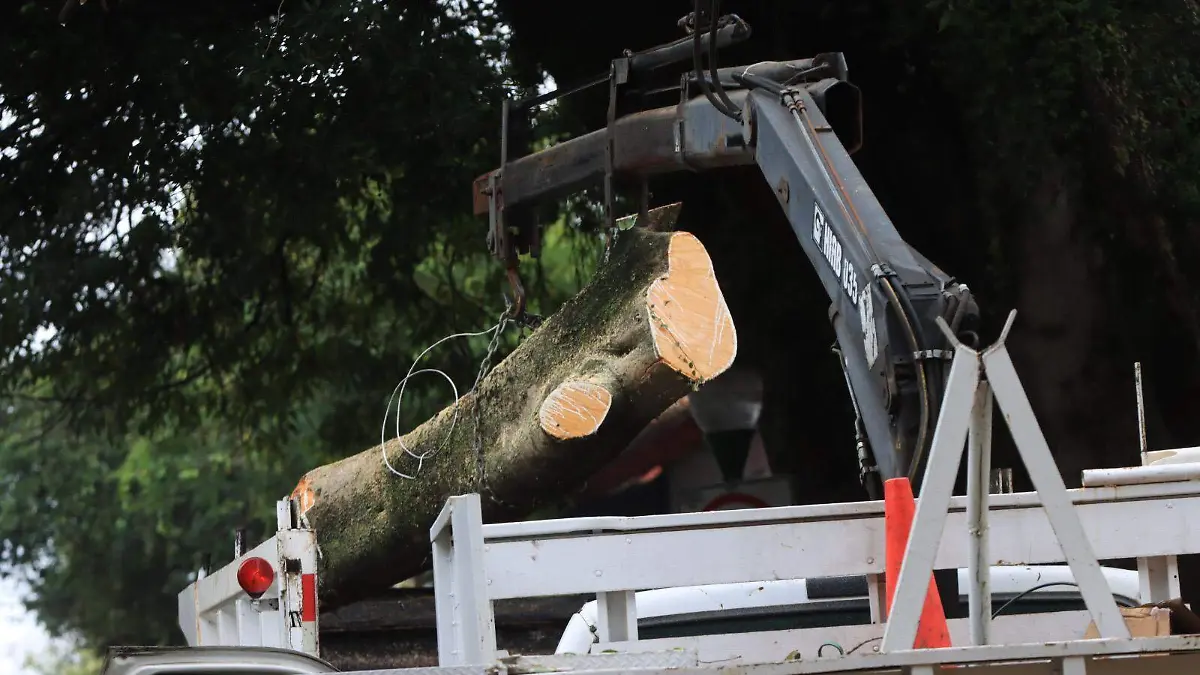 Árbol caído en Coatepec
