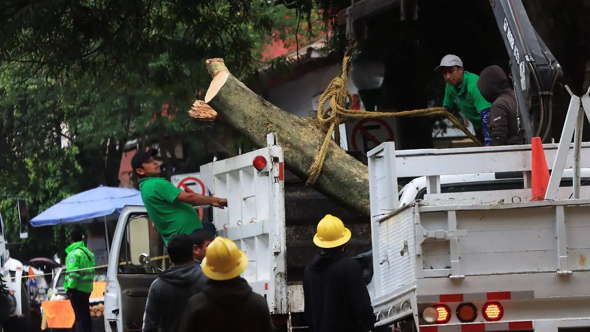 Árbol caído en Coatepec