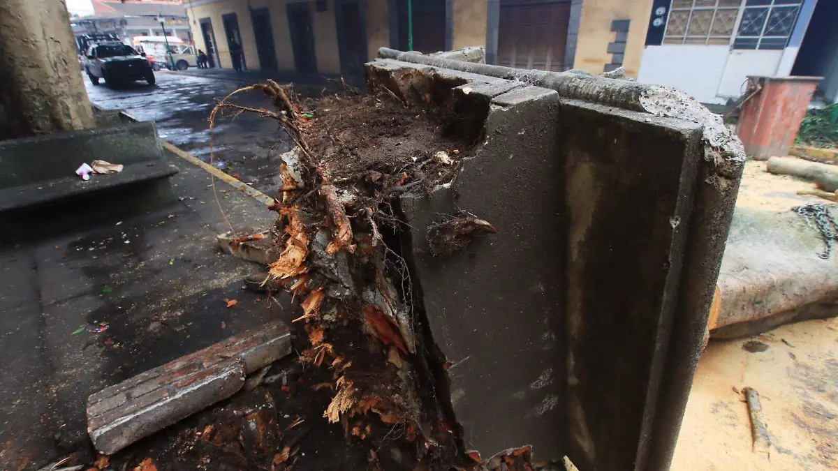 Árbol caído en Coatepec
