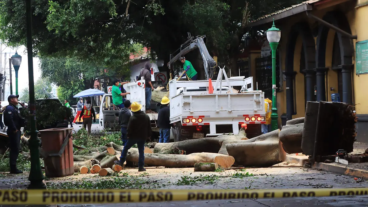 Árbol caído en Coatepec
