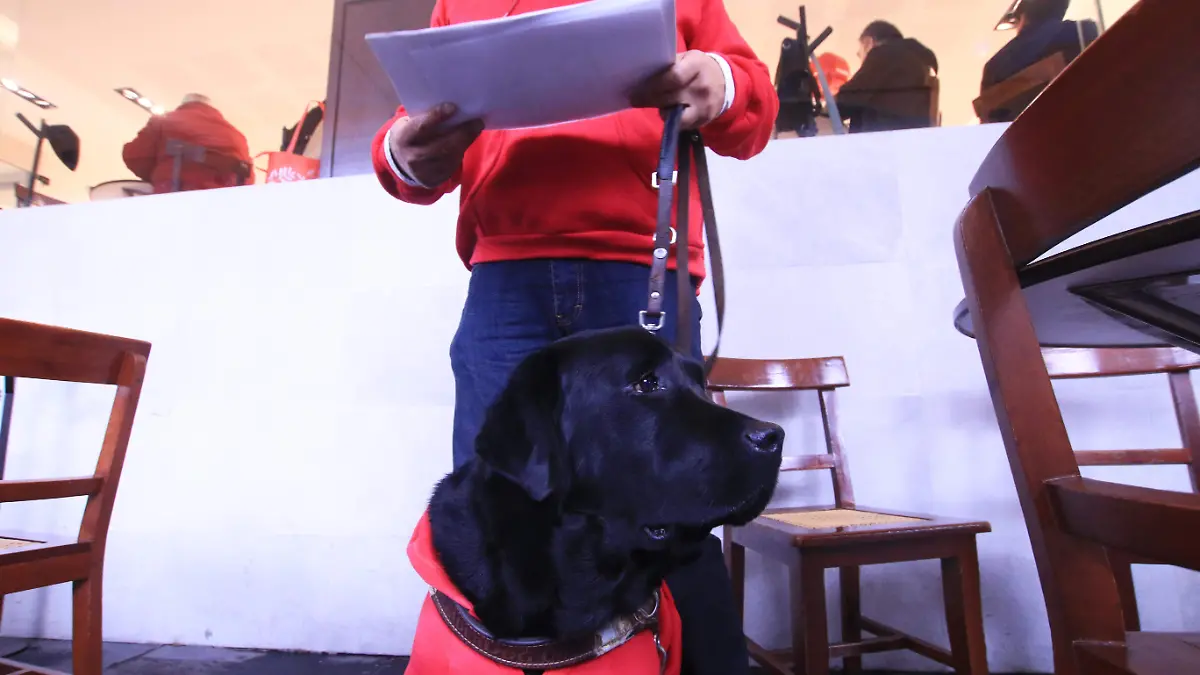 Activista Perro guia