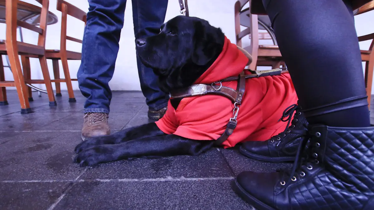 Activista Perro guia