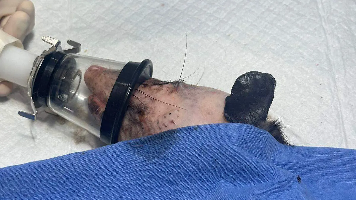 Tlacuache rescatado en Riviera Veracruzana