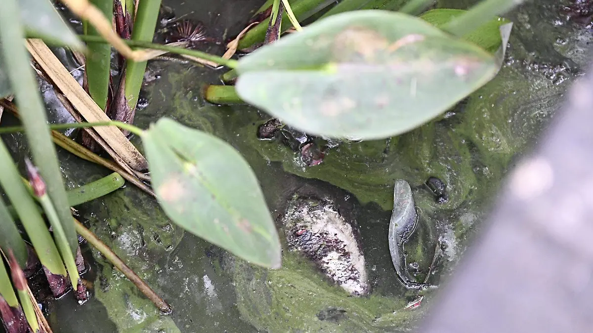 Paseo Los Lagos Xalapa