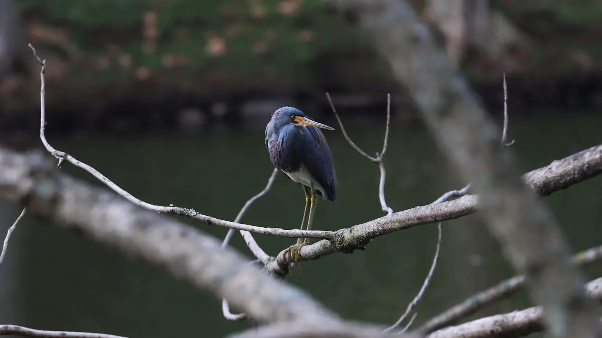 Día Mundial de Biólogo