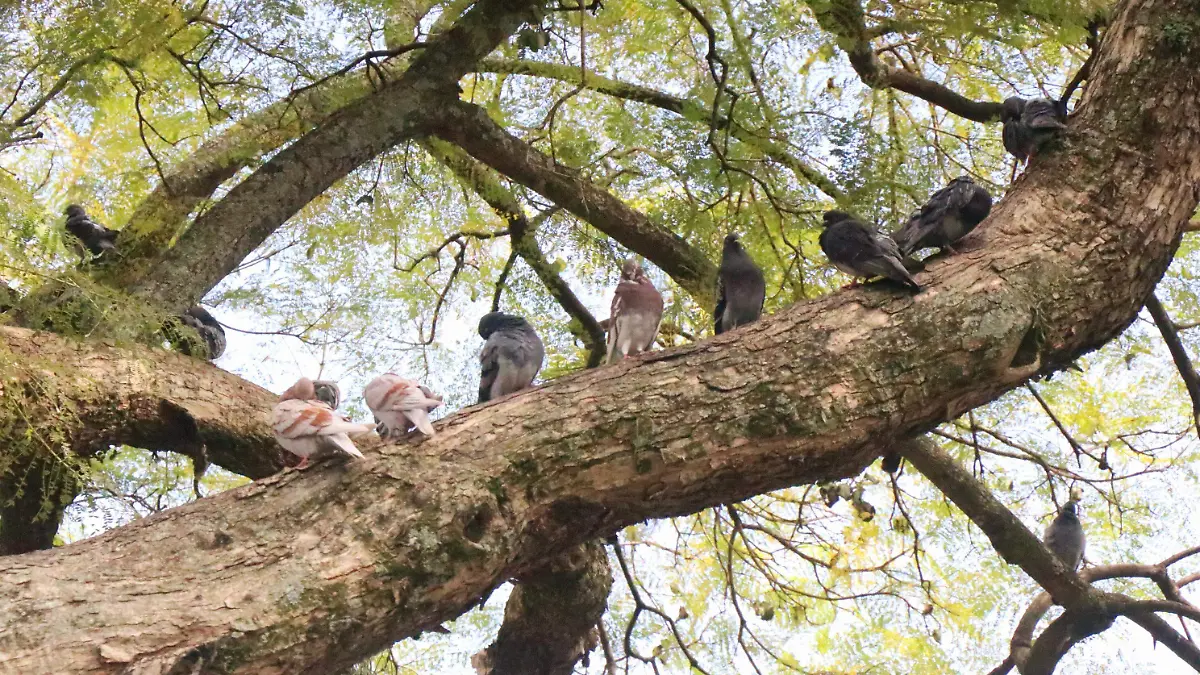 Mascota enfermedades respiratorias