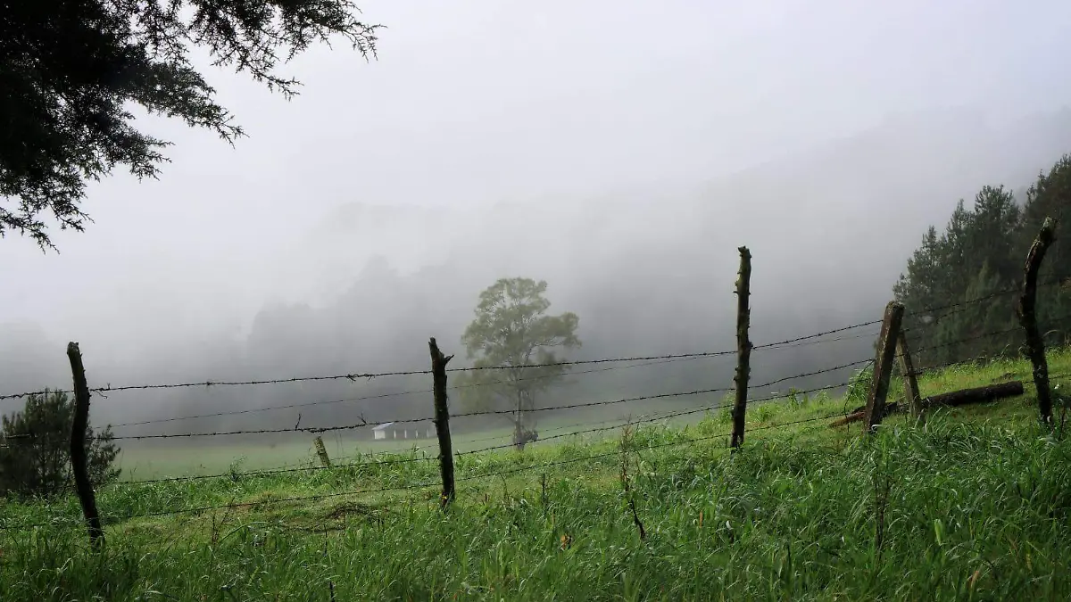 Clima | Neblina | Frío