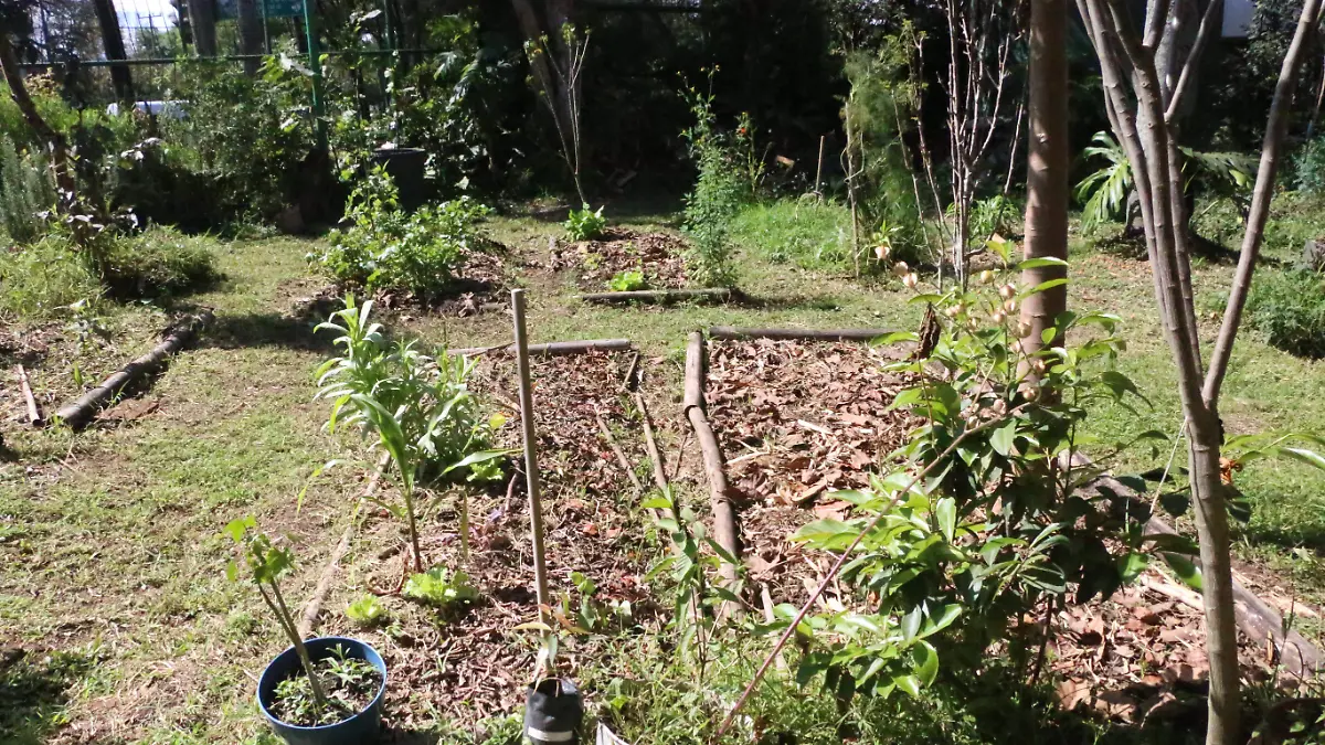 Alimentos Saludables