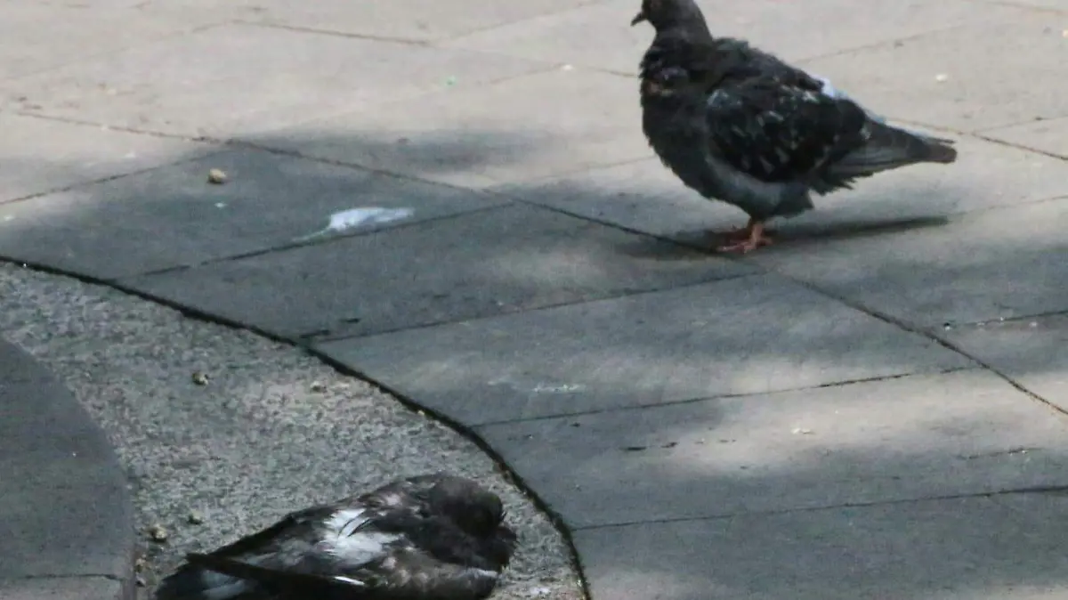 davud- aves