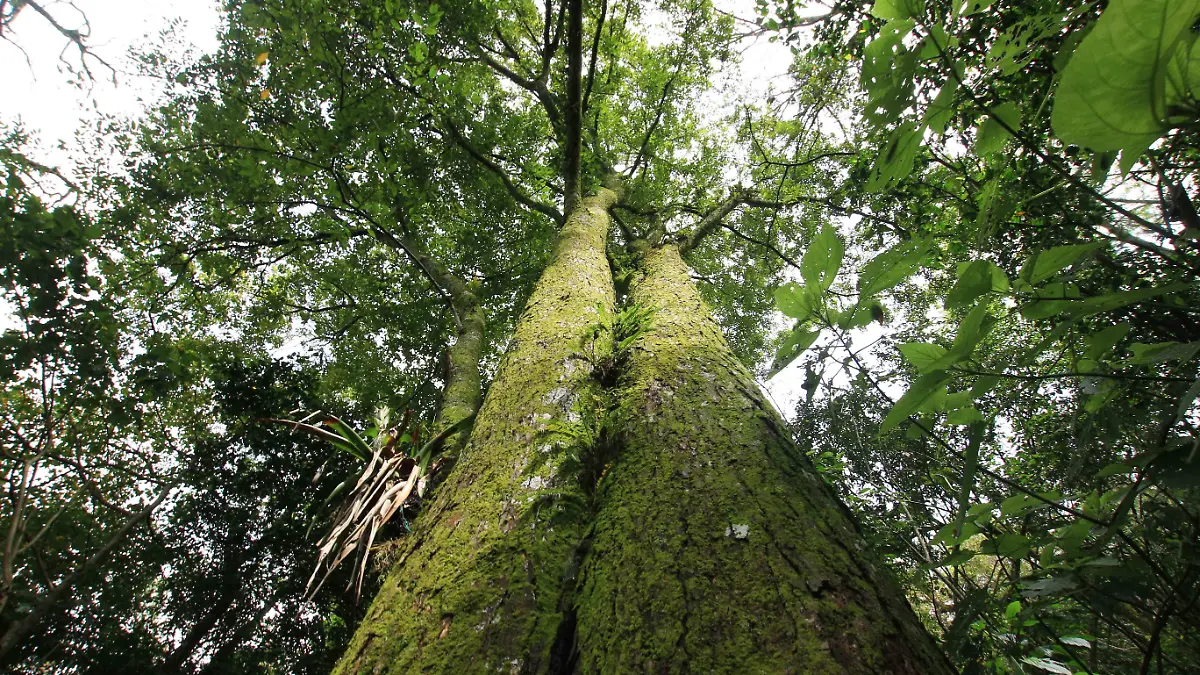 Presupuesto para Áreas Naturales Protegidas