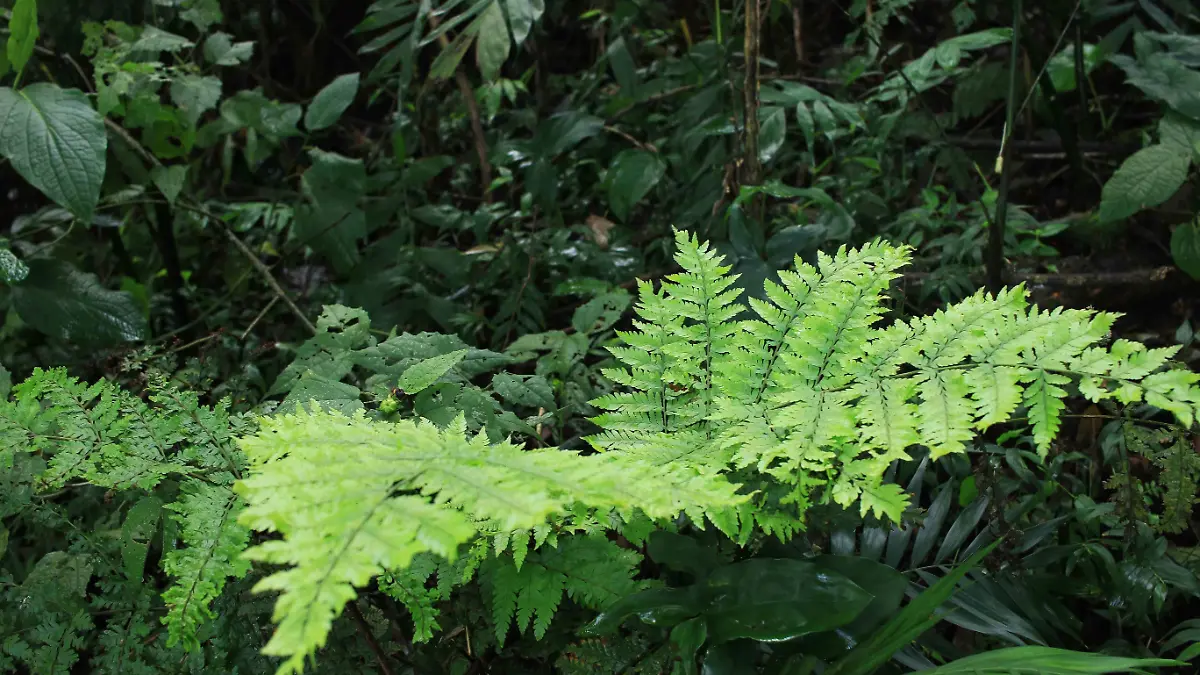Presupuesto para Áreas Naturales Protegidas 2