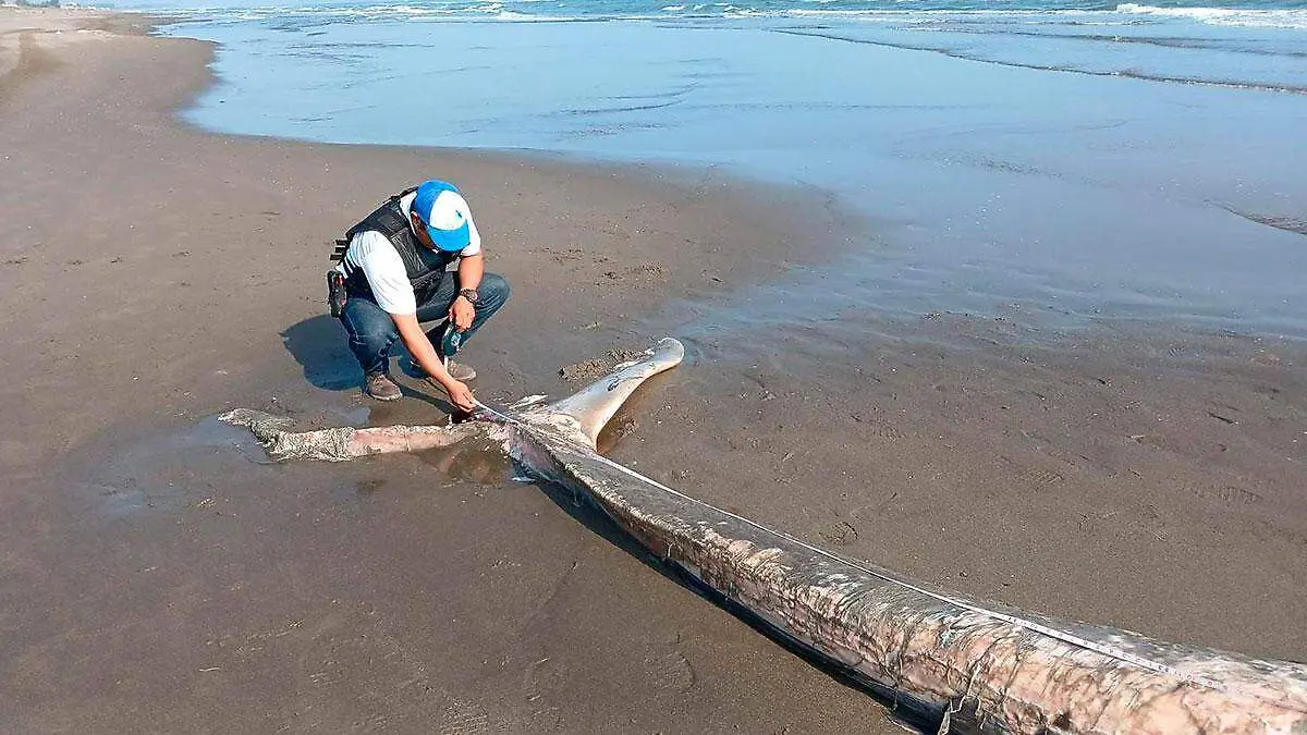 Localizan-ballena-muerta-en-playa-de-Nautla-Veracruz-2