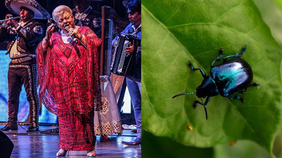 UNAM-analiza-canción-Rata-de-dos-Patas-de-Paquita-la-del-Barrio-2