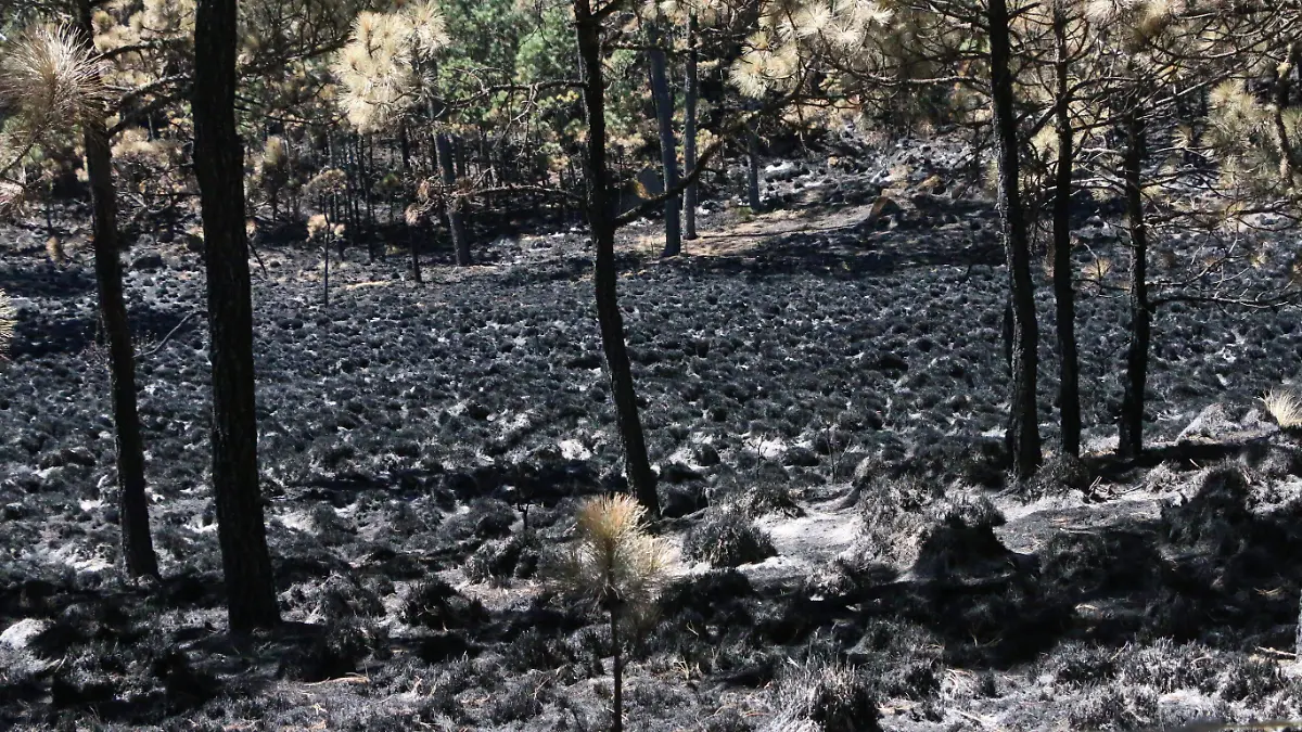 Incendios forestales