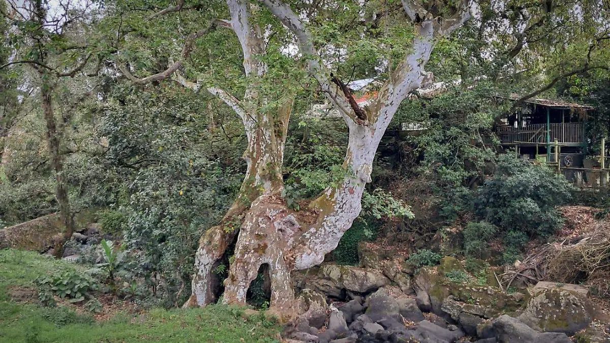 Árbol a un lado del Río Sedeño