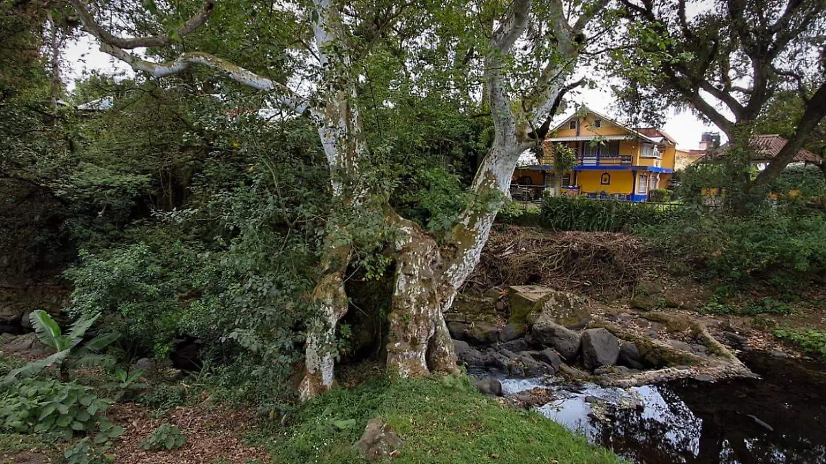 Árbol a un lado del Río Sedeño