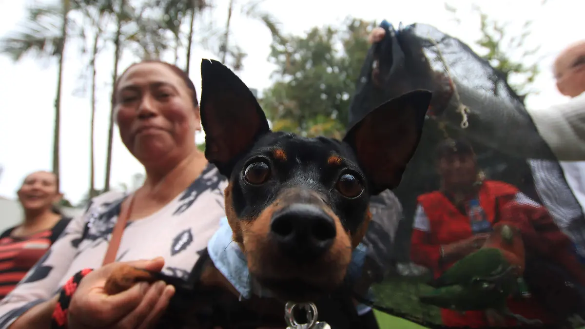 Violencia vicaria mascotas