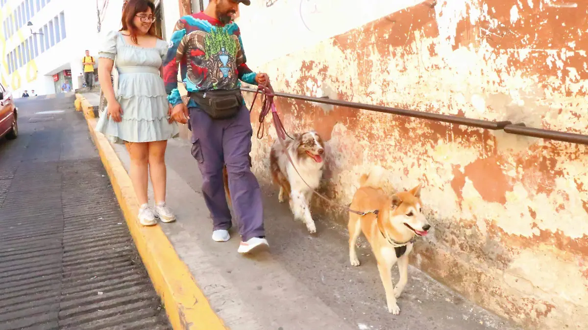 david- Animales de Compañía 2