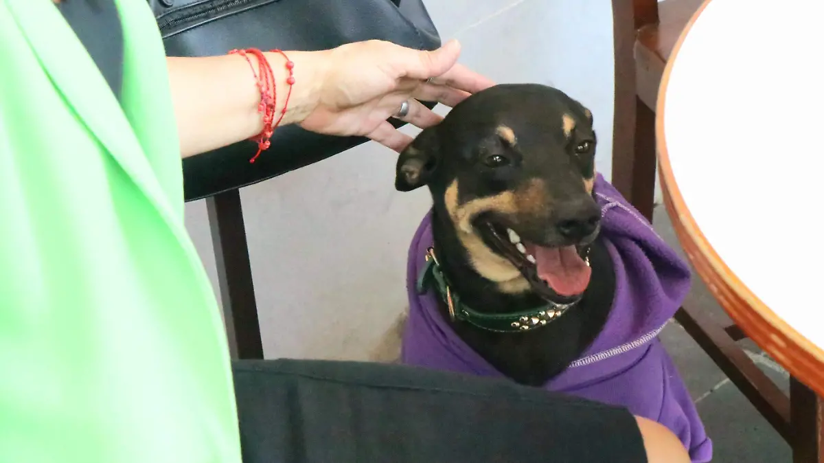 david -Animales de Compañía 75