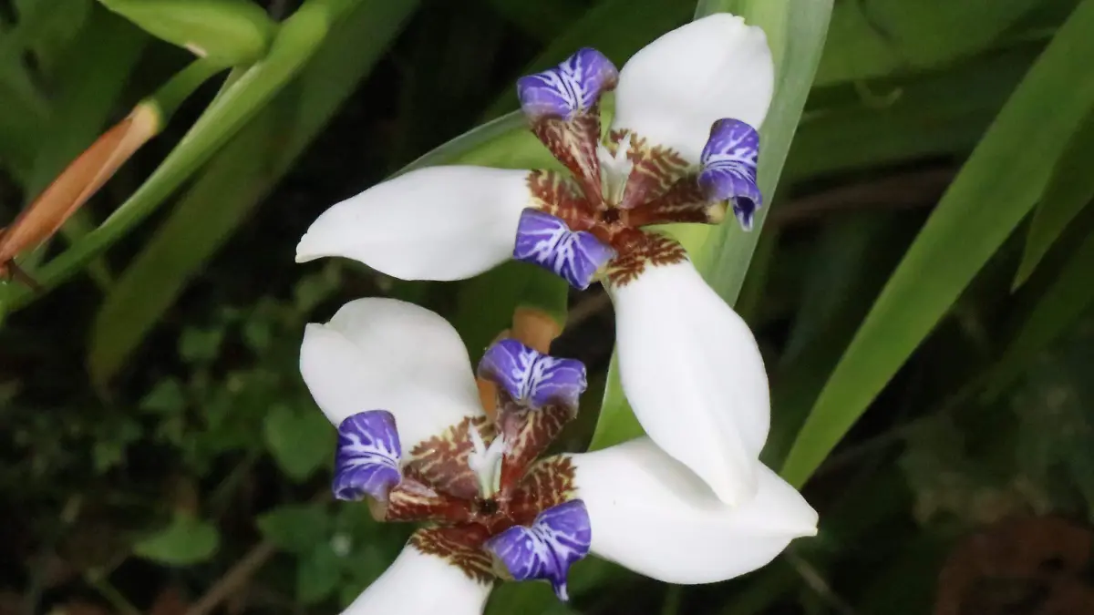 david- Orquídeas 675