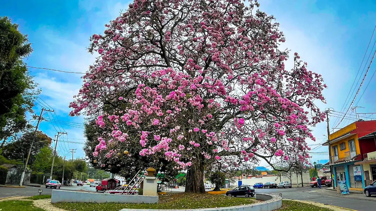 Palo de Rosa en Coatepec Ver