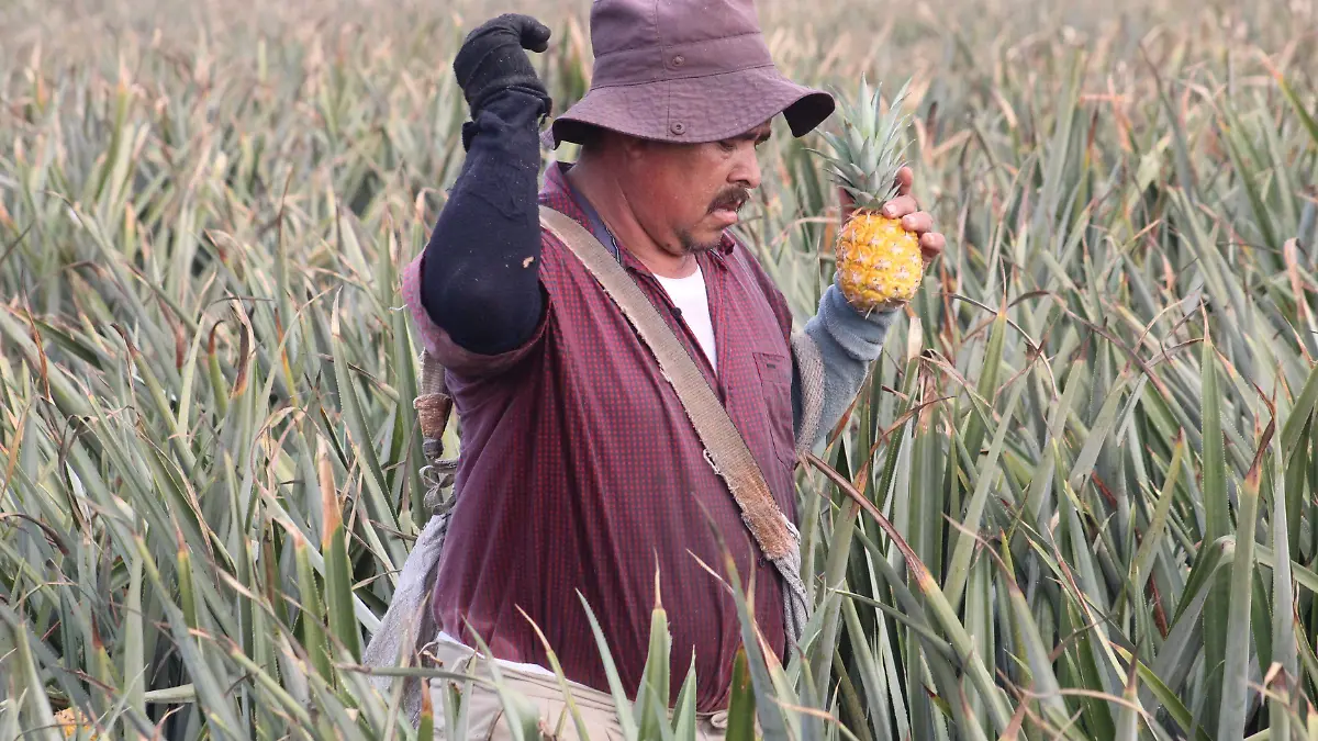Productores de piña de la comunidad Buenavista - Los Robles
