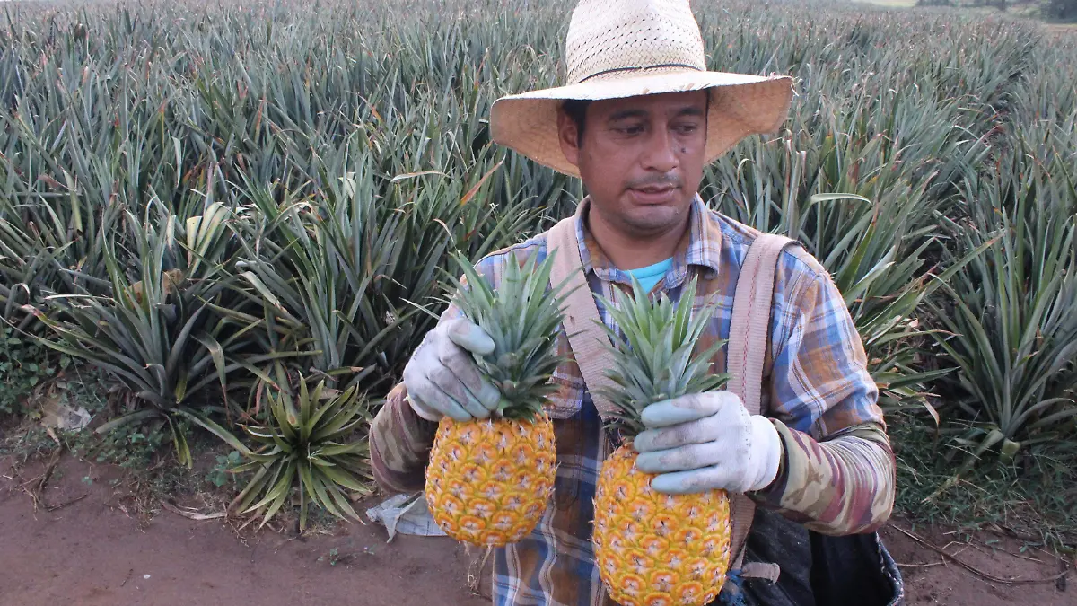 Productores de piña de la comunidad Buenavista - Los Robles