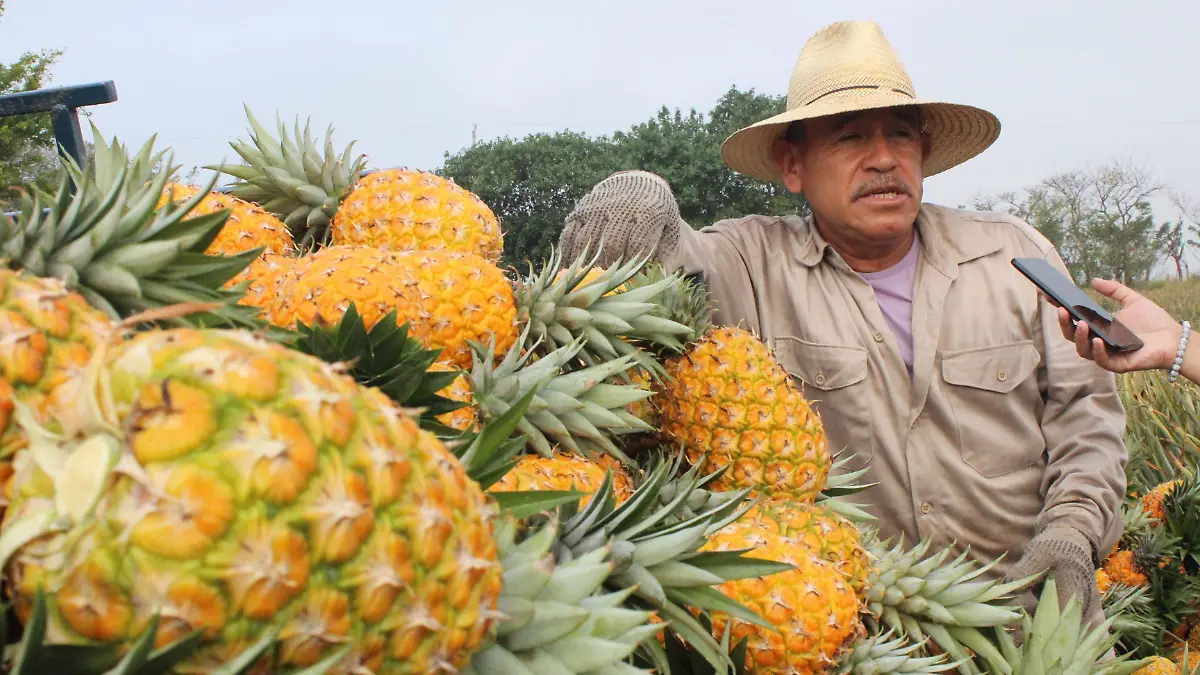 Productores de piña de la comunidad Buenavista - Los Robles