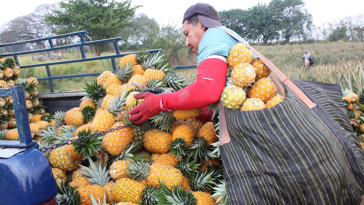 Productores de piña de la comunidad Buenavista - Los Robles