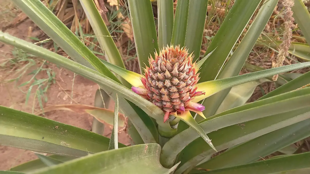 Productores de piña de la comunidad Buenavista - Los Robles