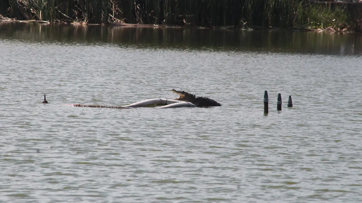 Avistamiento de cocodrilo 