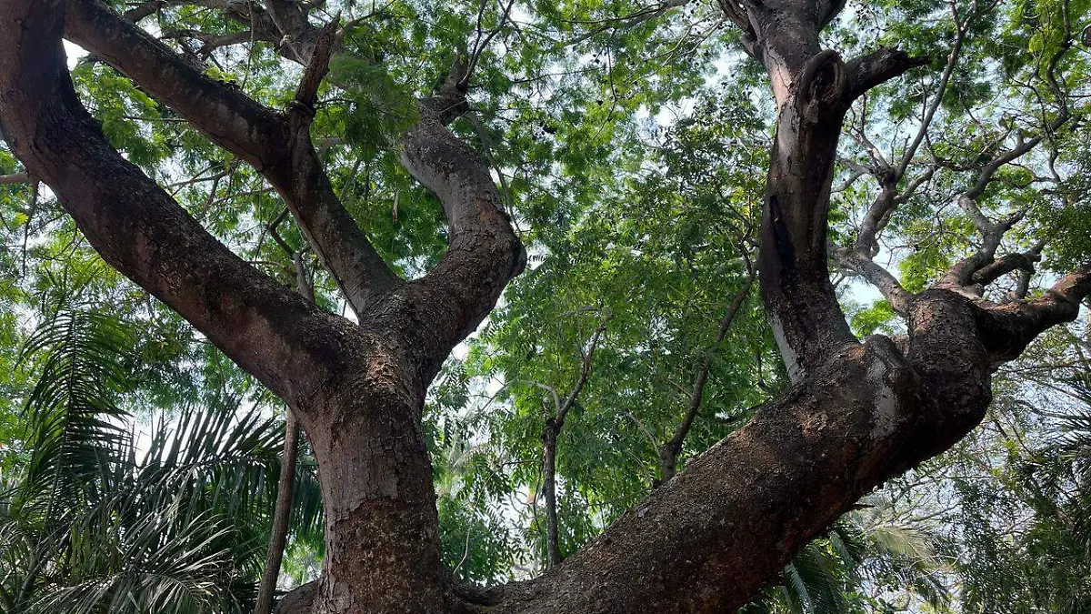 Huanacaxtle