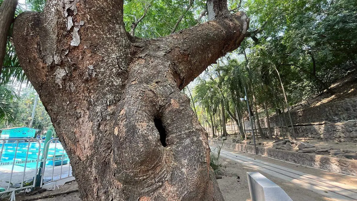 Huanacaxtle