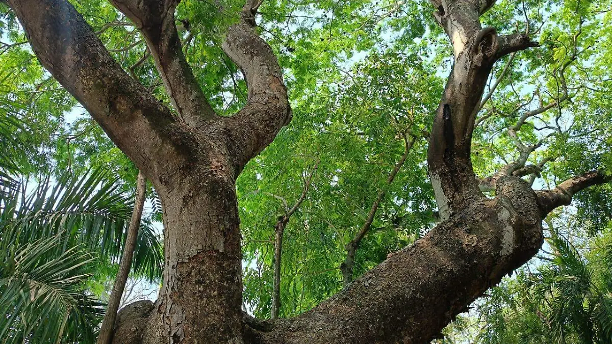 Huanacaxtle