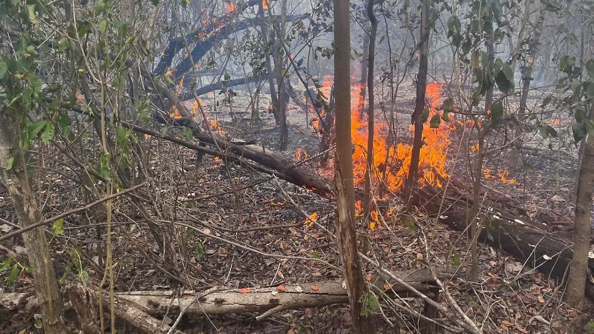 Incendios forestales Campeche (1)
